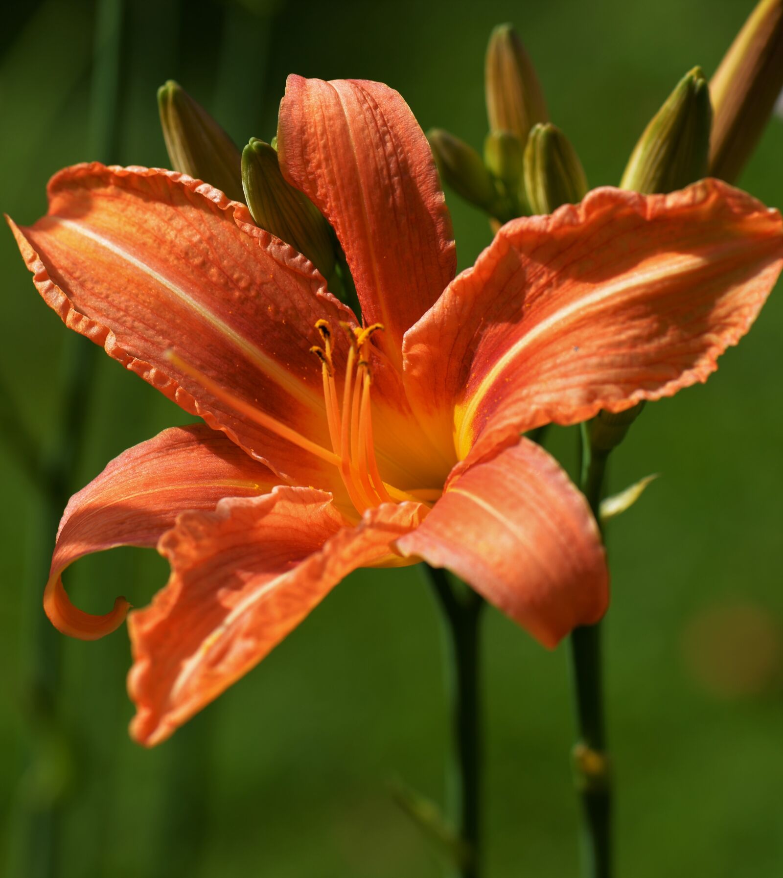 Nikon D610 sample photo. Lily, orange, macro photography