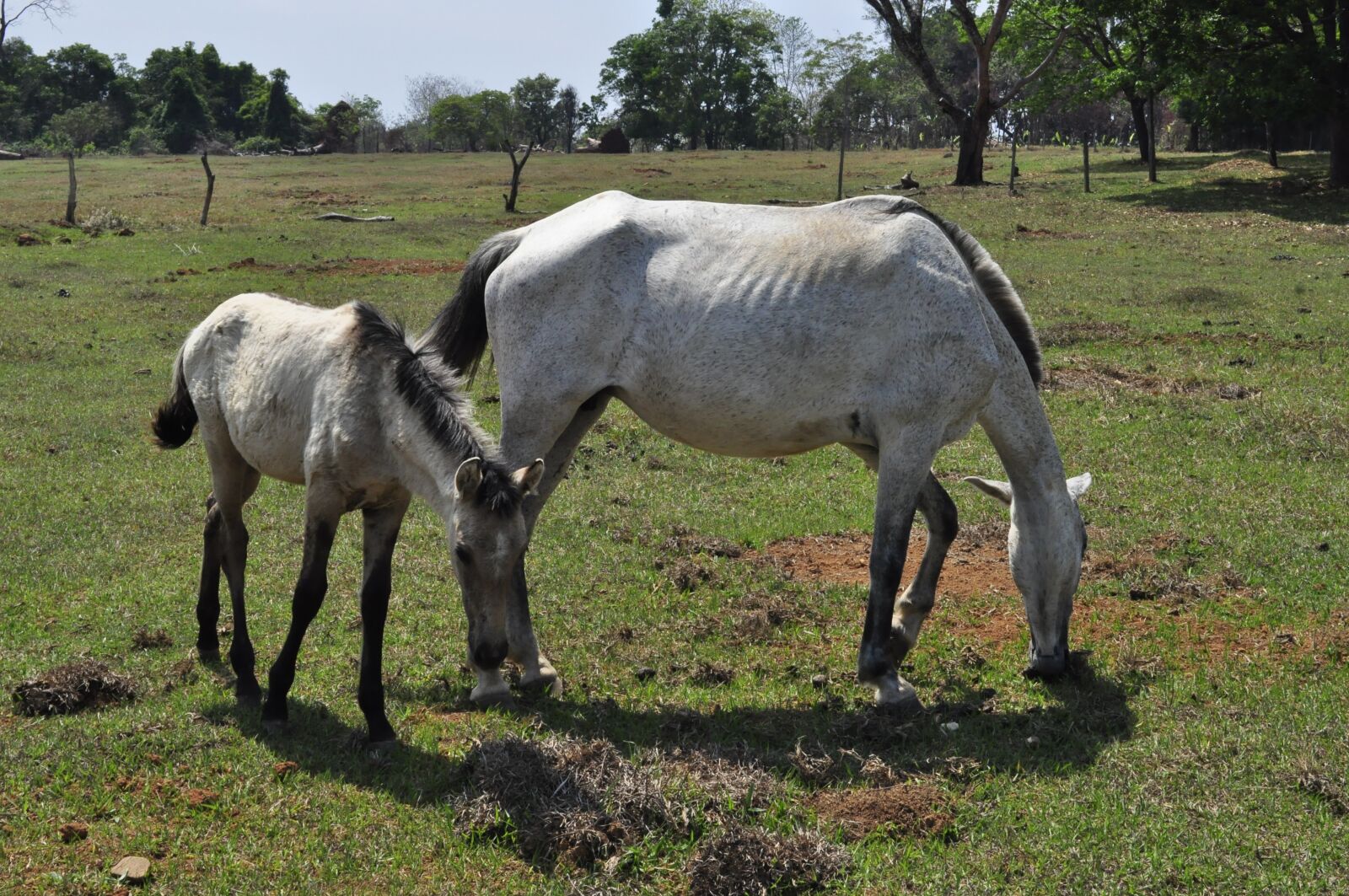 Nikon D5000 sample photo. Horses, pasture, green photography