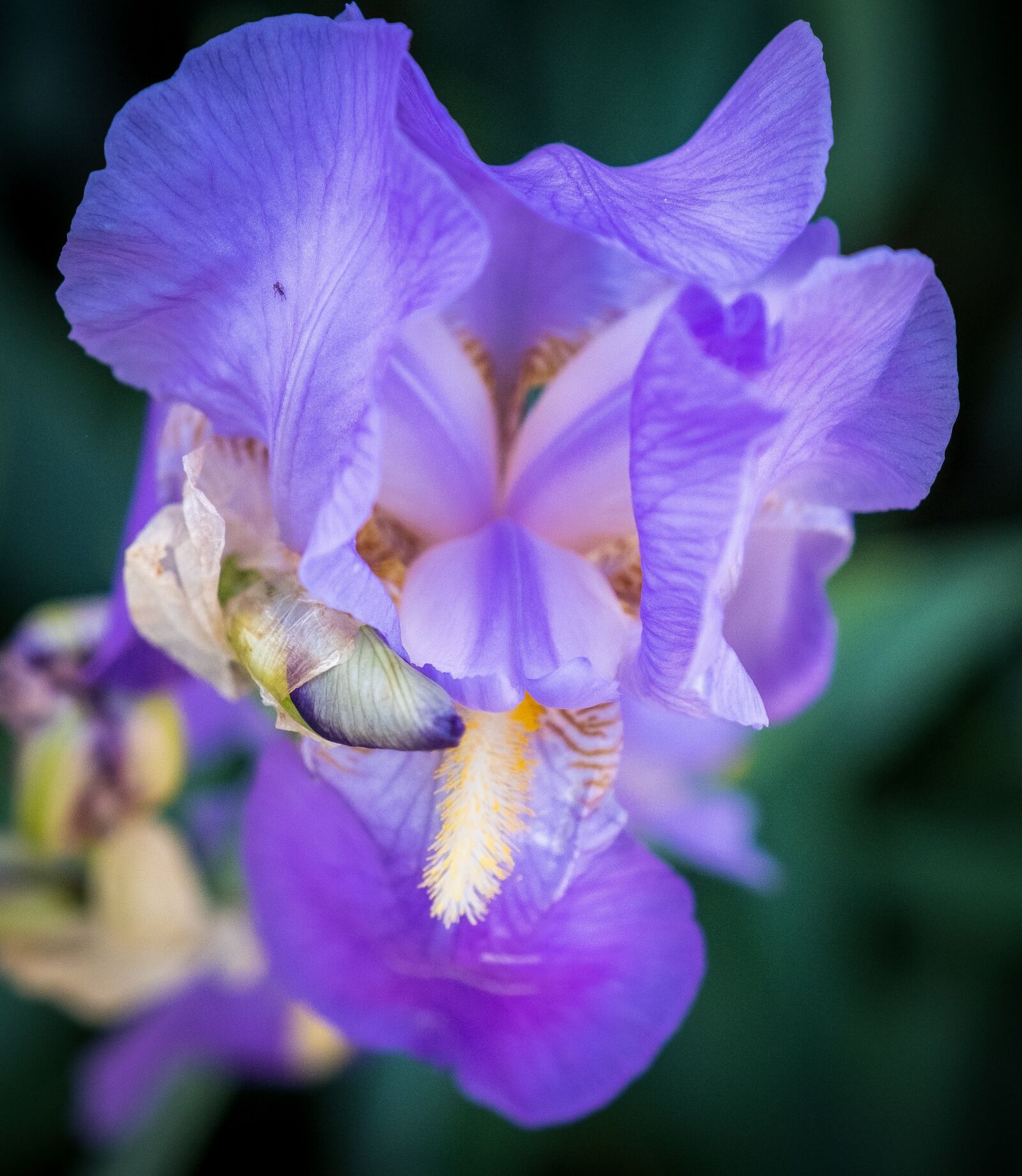 Fujifilm X-T2 sample photo. Bloom, purple, violet photography