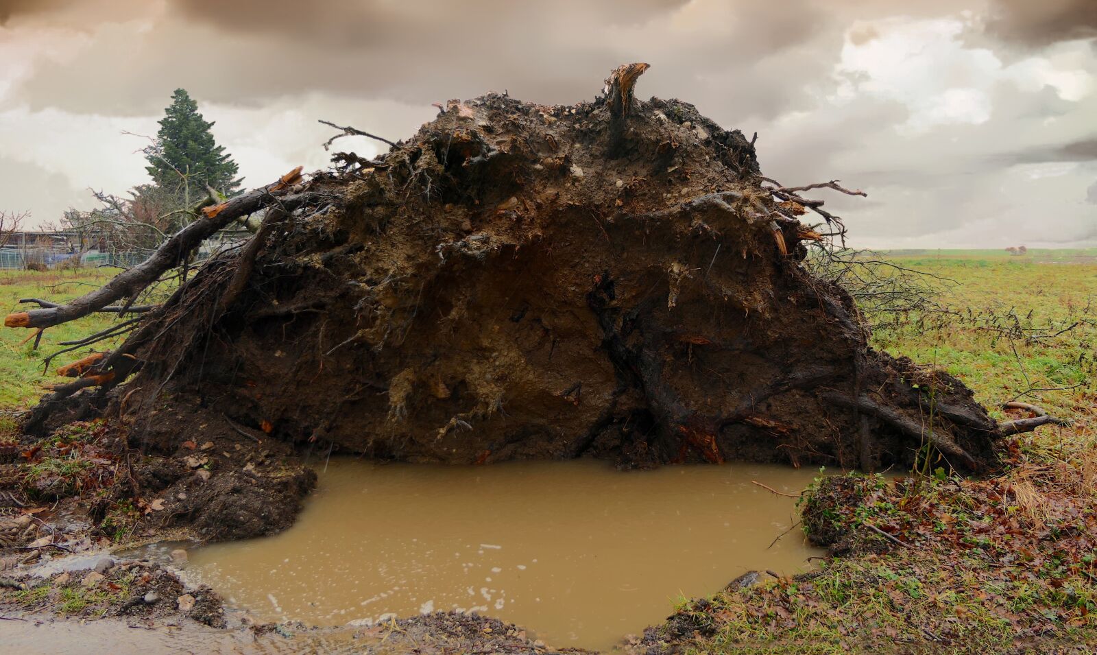 Panasonic Lumix DMC-FZ2500 (Lumix DMC-FZ2000) sample photo. Tree, uprooted, storm photography