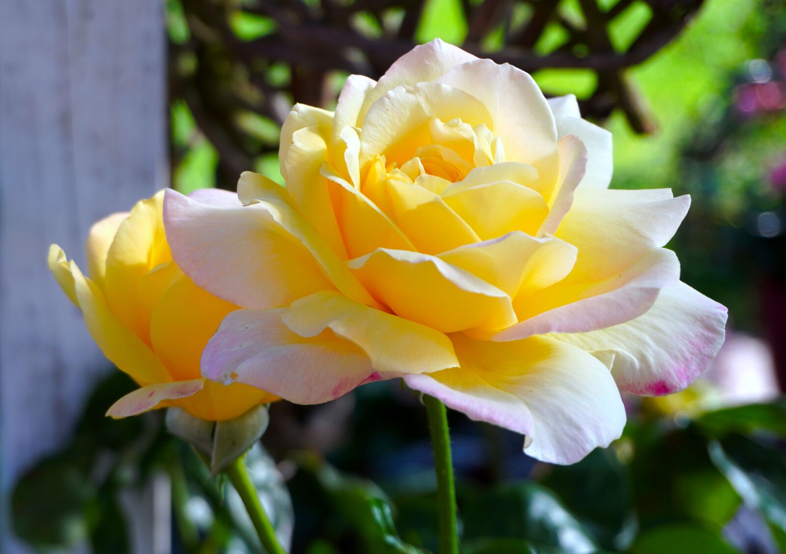 Sony a6400 sample photo. Rose, yellow, blossom photography