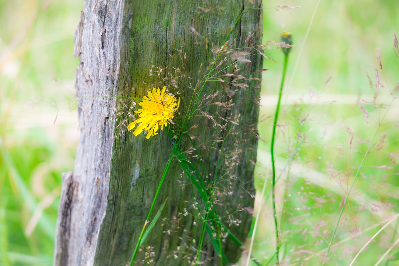 Samsung NX300M + Samsung NX 50-200mm F4-5.6 ED OIS sample photo. Dandelion, fence, pile photography