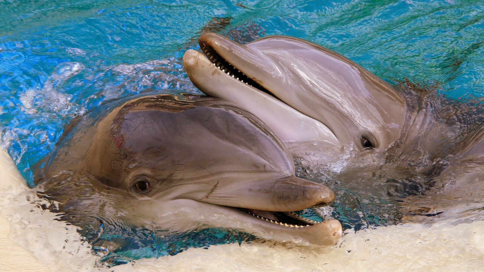 Canon EOS 350D (EOS Digital Rebel XT / EOS Kiss Digital N) sample photo. Dolphins, usa, las vegas photography