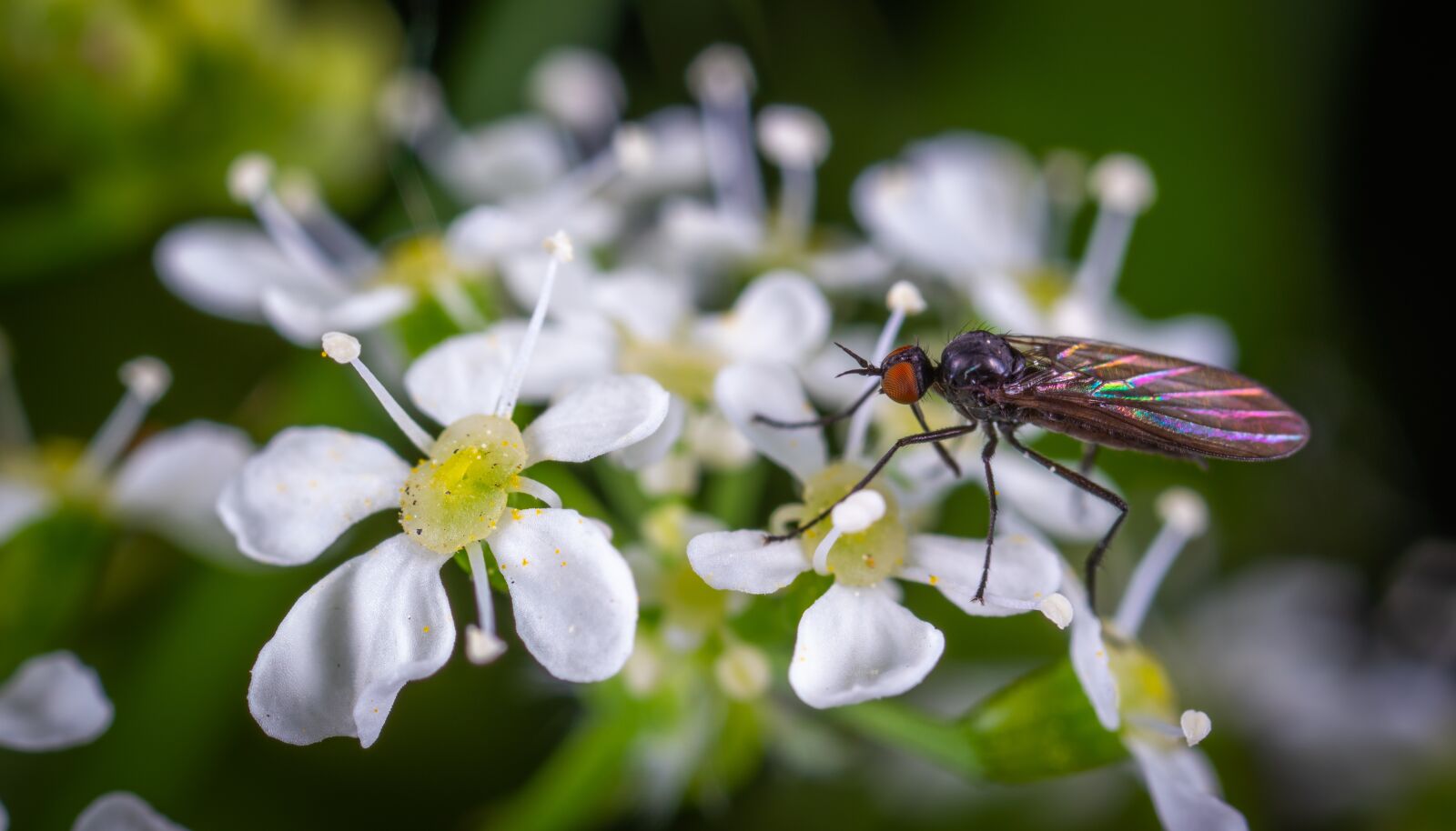 Sony a7R II sample photo. Macro, insect, flower photography