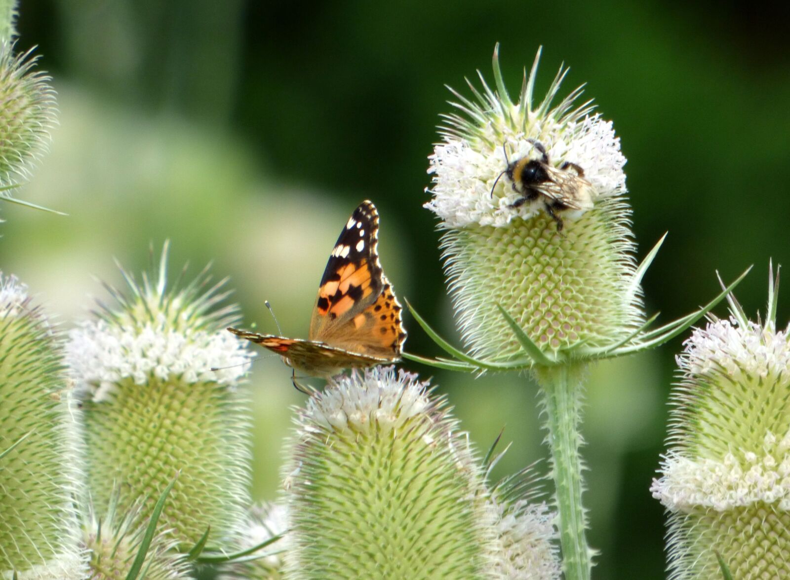 Panasonic DMC-FZ72 sample photo. Butterfly, thistles, flower photography