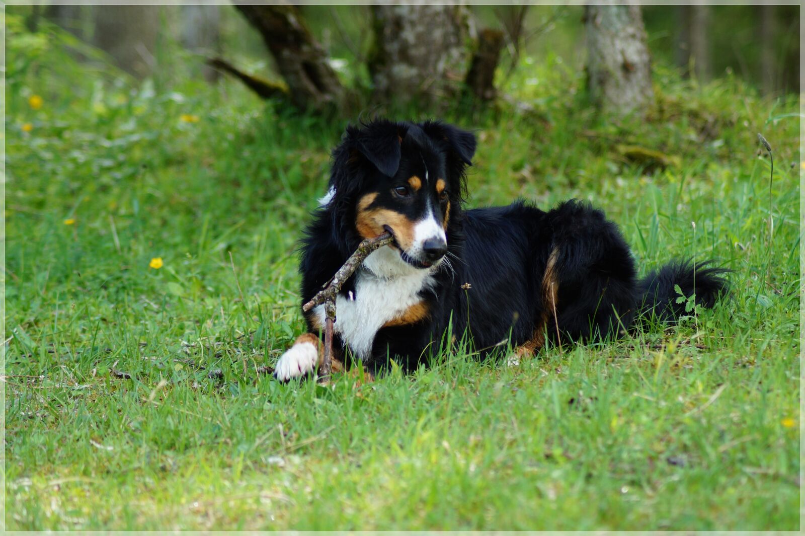 Sony SLT-A58 sample photo. Dog, meadow, play photography