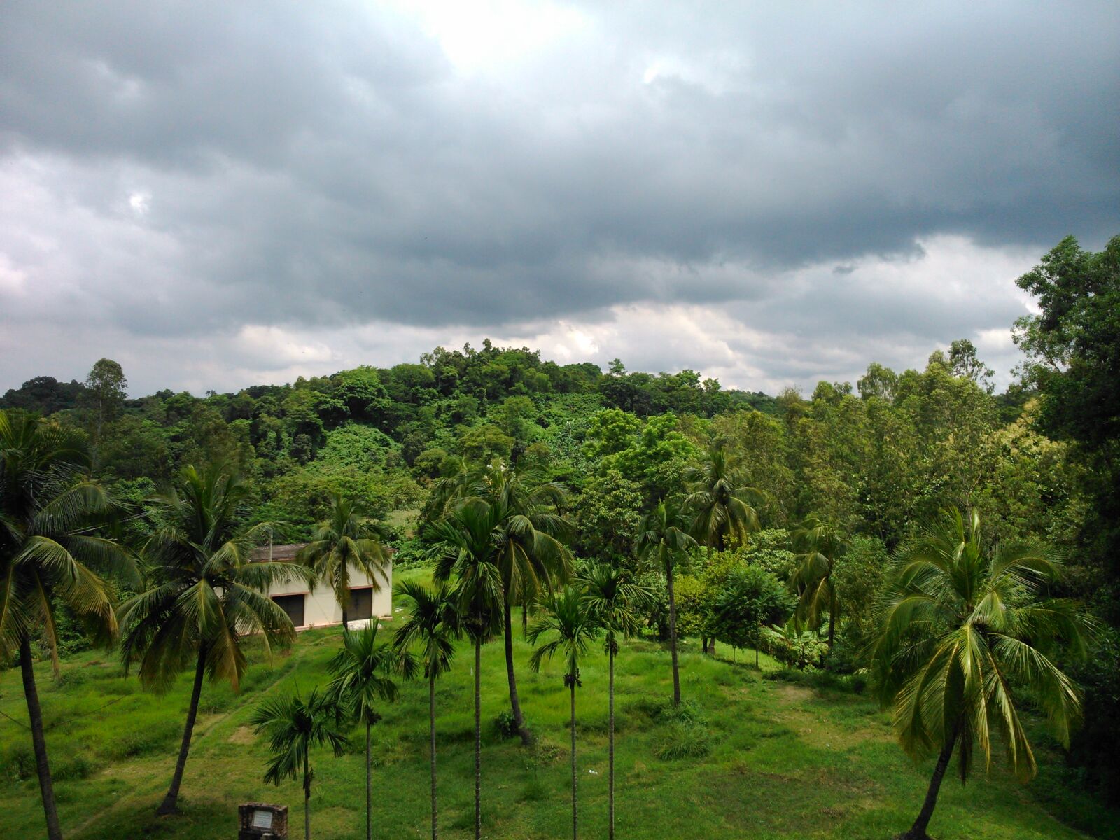 Sony Xperia L sample photo. Cloud, coconut, tree, dark photography