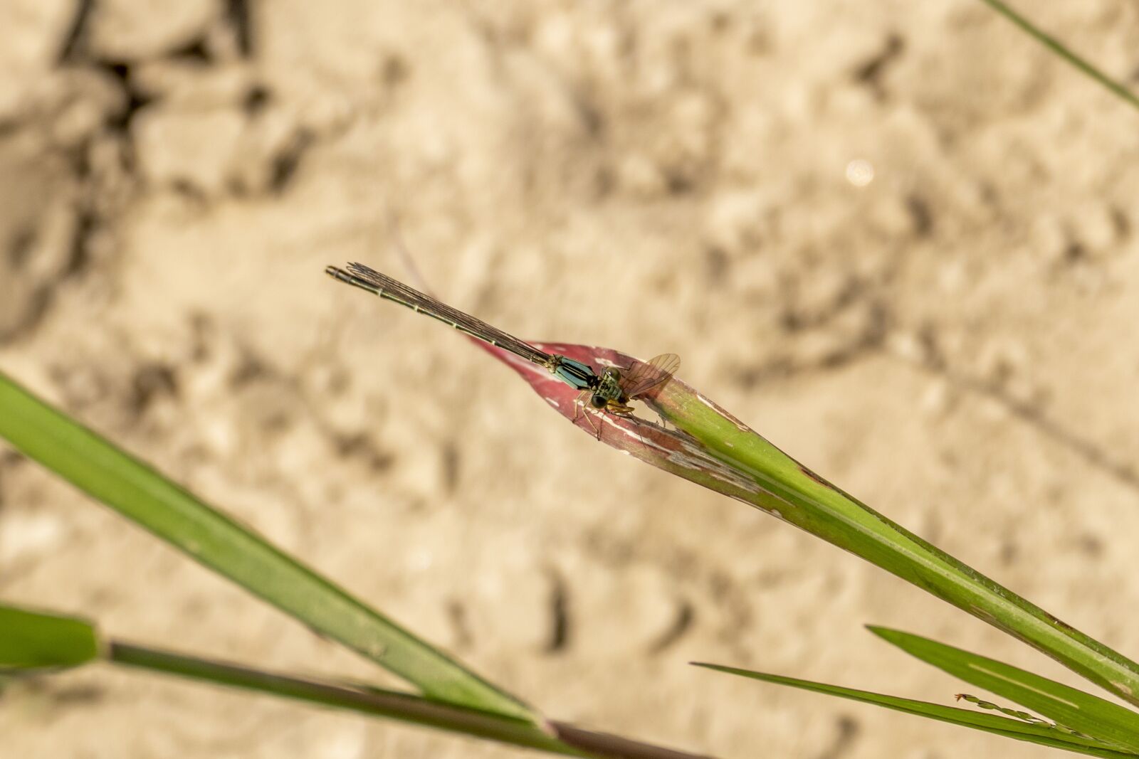 Panasonic Lumix DMC-FZ1000 sample photo. Dragonfly, blue, insect photography