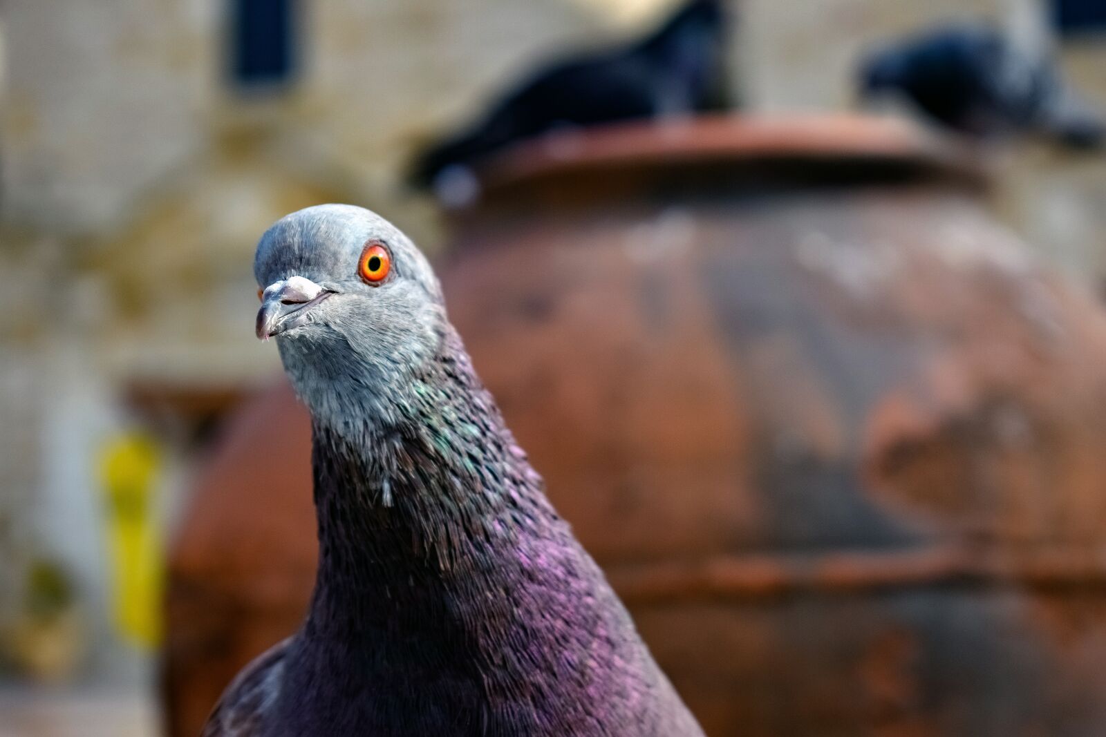 Nikon D3300 sample photo. Pigeon, eye, neck photography