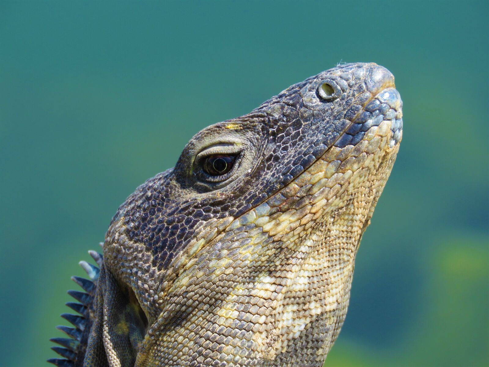 Canon PowerShot SX60 HS sample photo. Iguana, lizard, reptile photography