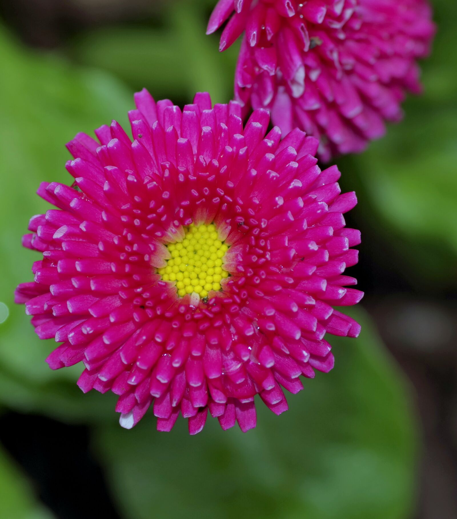 Pentax K-S2 sample photo. Astra, aster, flower photography