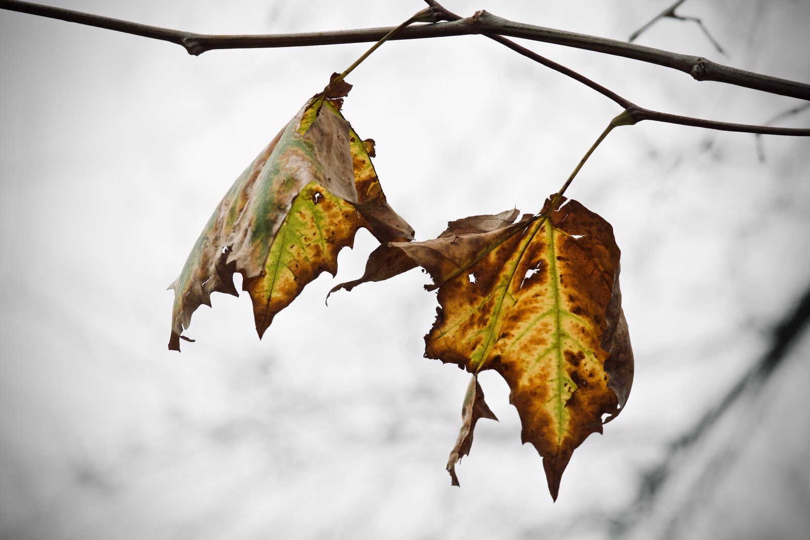 Canon EOS M sample photo. Leaves, dried leaves, winter photography