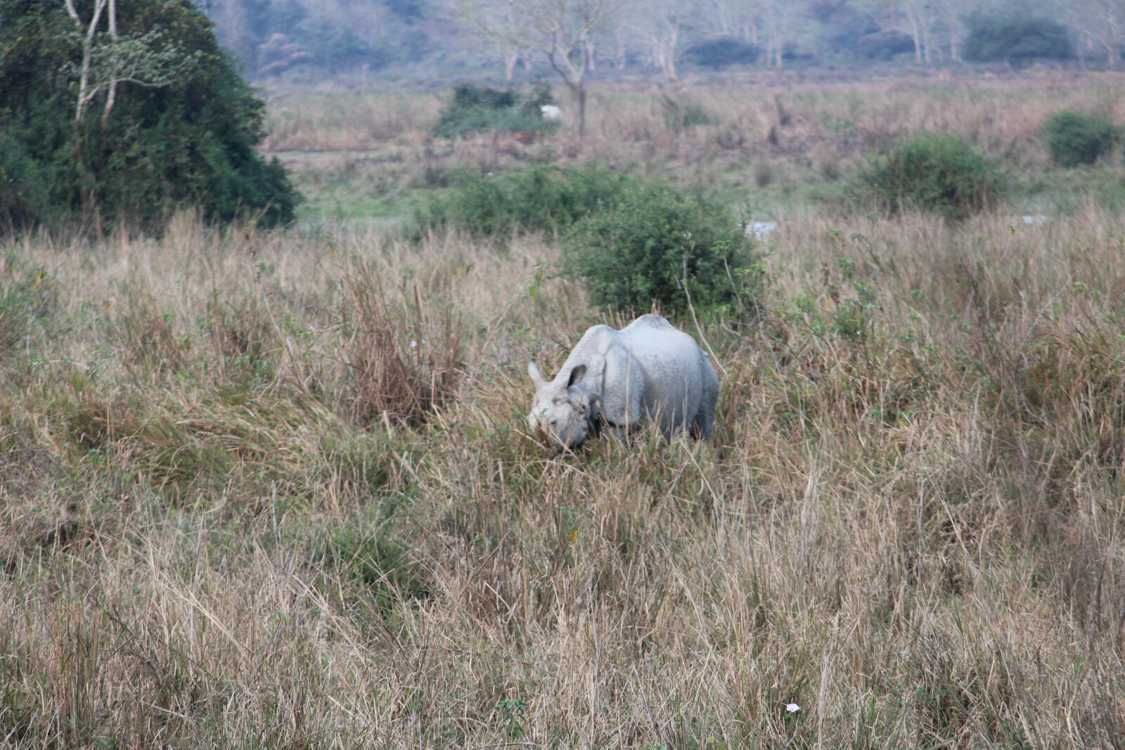 Canon EOS 1200D (EOS Rebel T5 / EOS Kiss X70 / EOS Hi) sample photo. Rhino, animal, wildlife photography