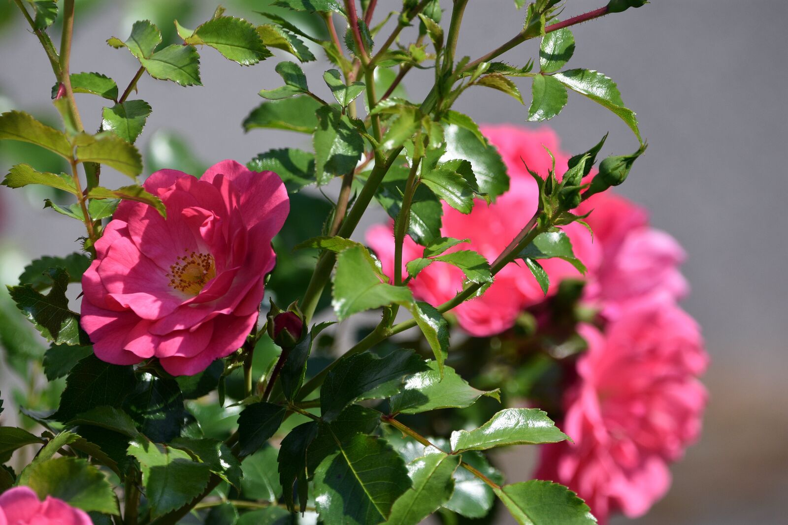 Nikon D3400 sample photo. Roses, rose, flower photography