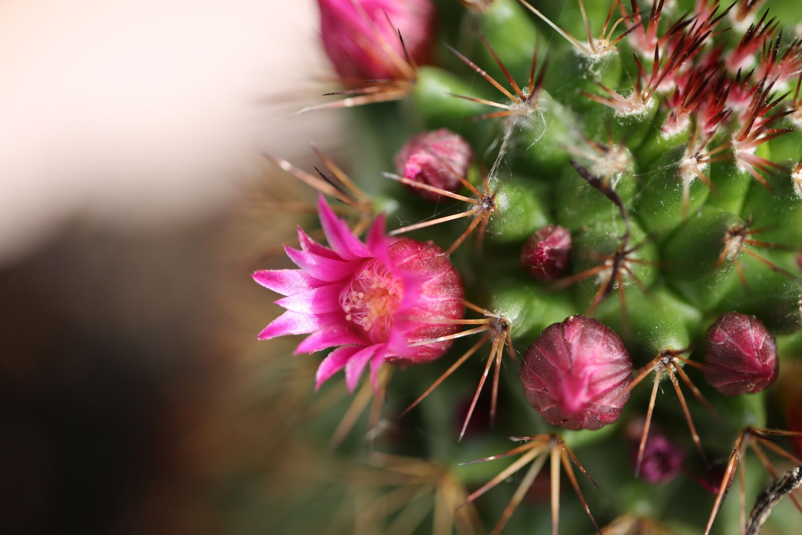 Canon EOS 5D Mark III sample photo. Cactus, blossom, bloom photography