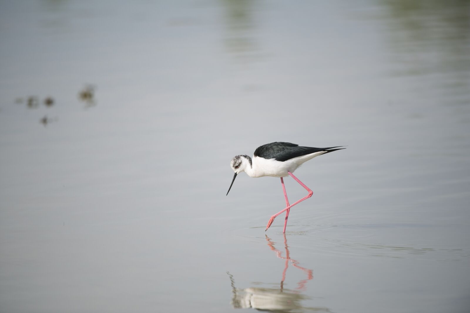 Nikon D800 sample photo. Stilt, bird, field birds photography