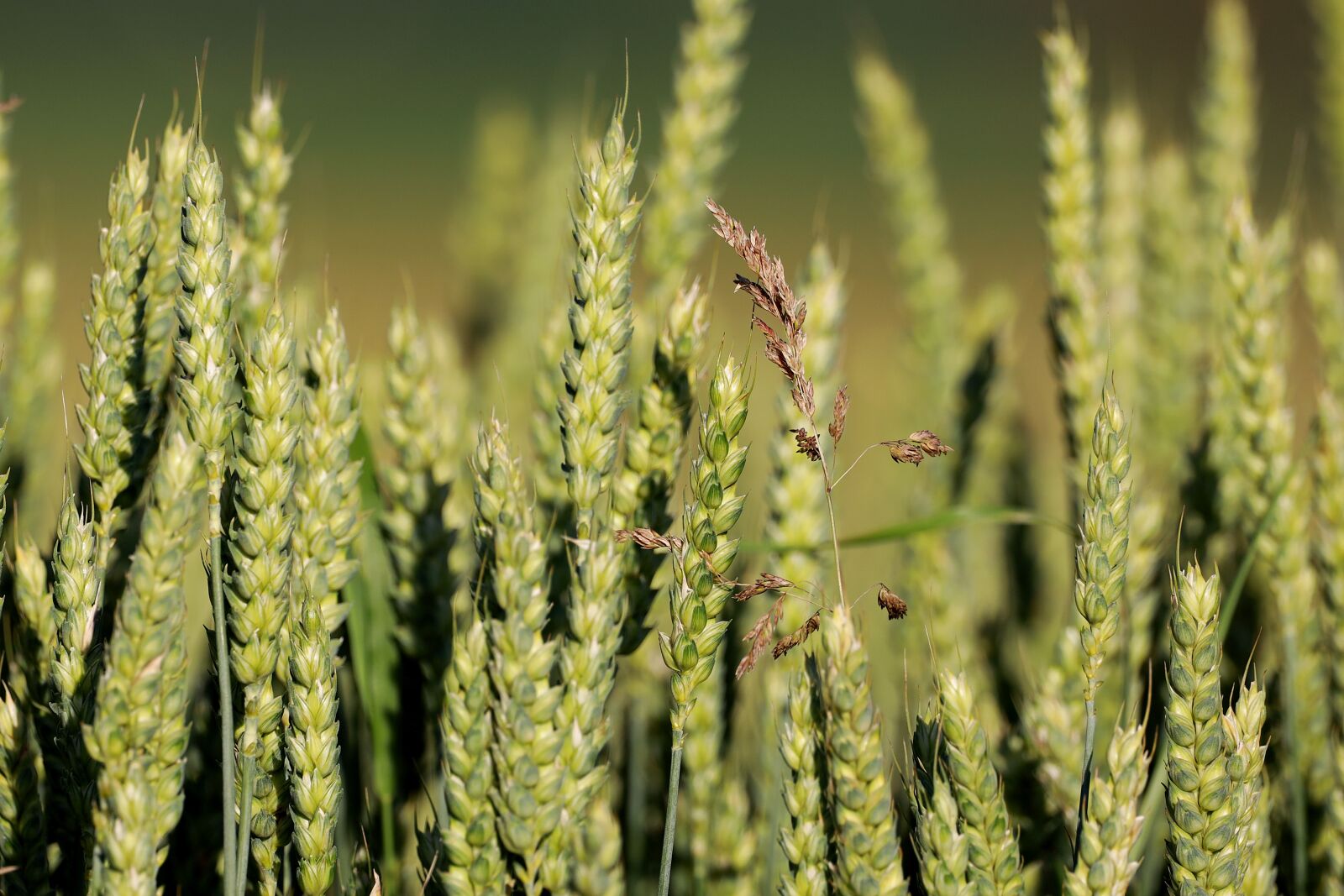 150-600mm F5-6.3 DG OS HSM | Contemporary 015 sample photo. Wheat, cereals, wheat field photography
