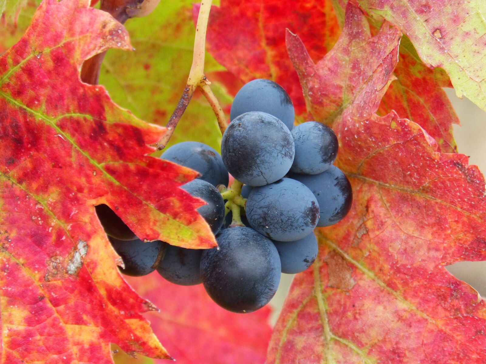 Panasonic DMC-FZ62 sample photo. Grape, priorat, vineyard photography