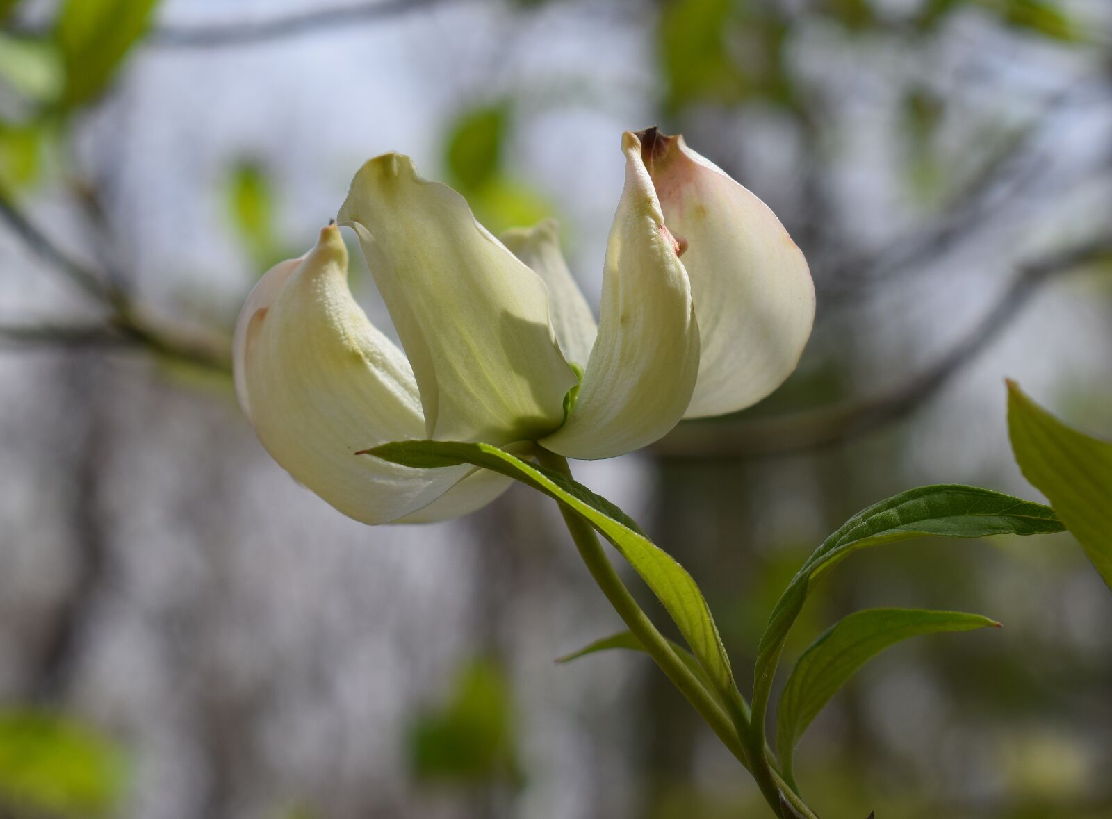 Nikon D3300 sample photo. Dogwood flower, flower, blossom photography