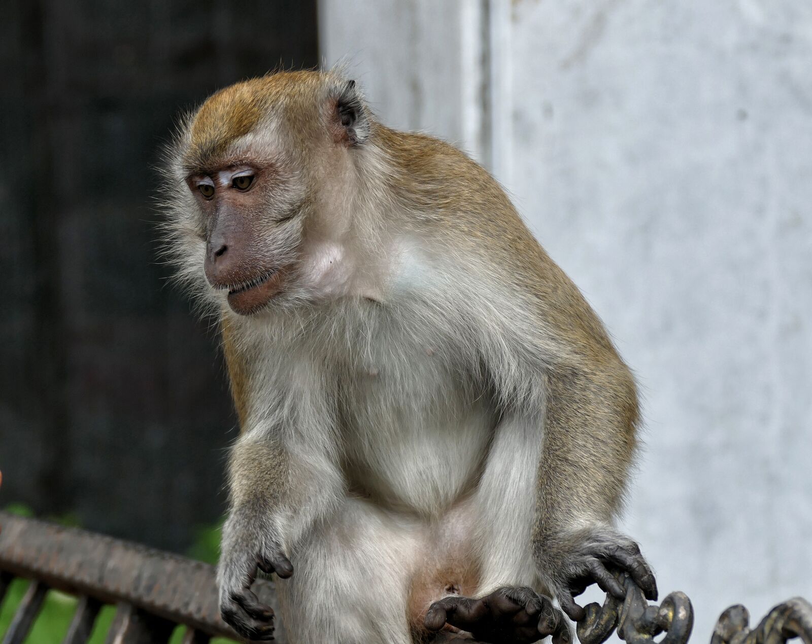 Panasonic Lumix DMC-FZ1000 sample photo. Monkey, well, yes photography