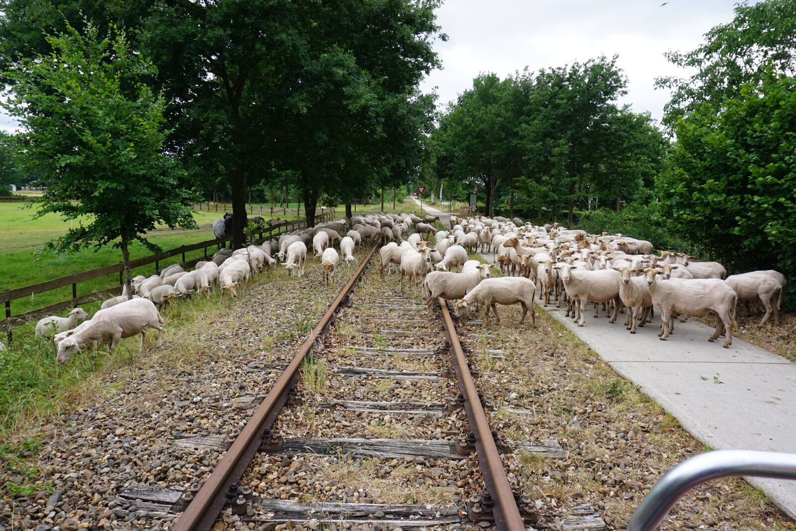 Sony a6000 sample photo. Sheep, track, flock photography