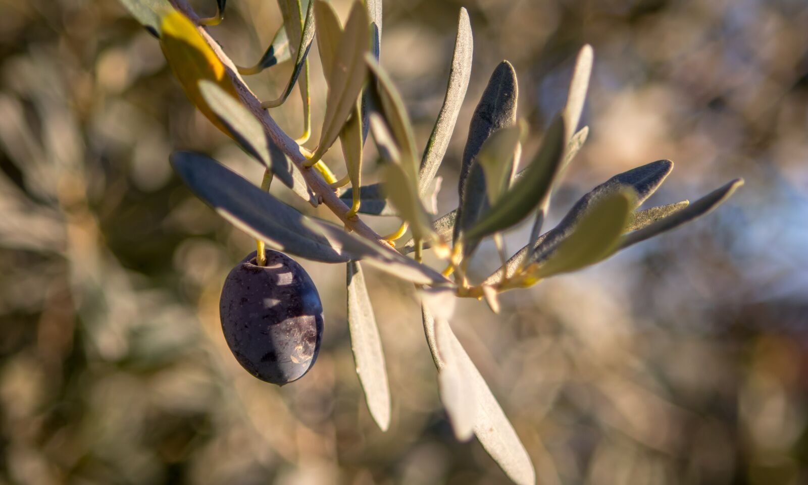 Canon EOS 80D sample photo. Olive, tree, plant photography