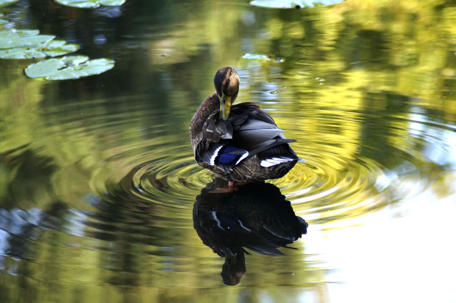 Sony SLT-A58 sample photo. Duck, mallard, lake photography