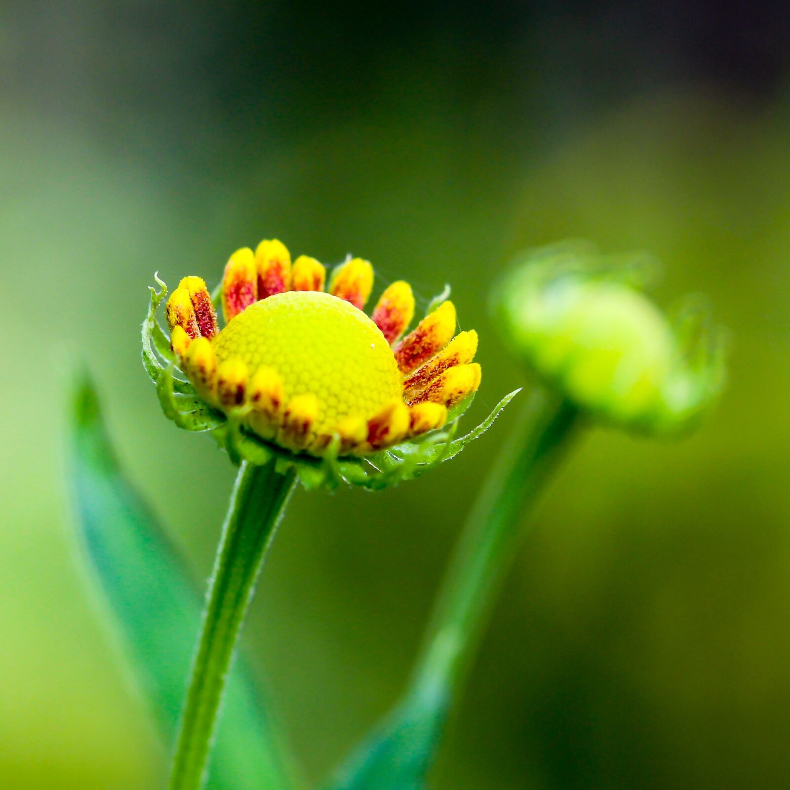 Canon EOS 700D (EOS Rebel T5i / EOS Kiss X7i) + Canon TAMRON SP 90mm F/2.8 Di VC USD MACRO1:1 F004 sample photo. Flower, yellow, yellow red photography