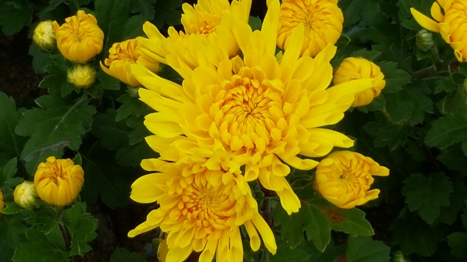 Samsung Galaxy Note4 sample photo. Chrysanthemum, yellow flower, fall photography
