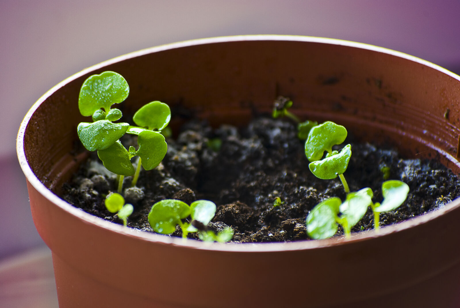 Nikon D60 sample photo. Basil, herbs, plant photography