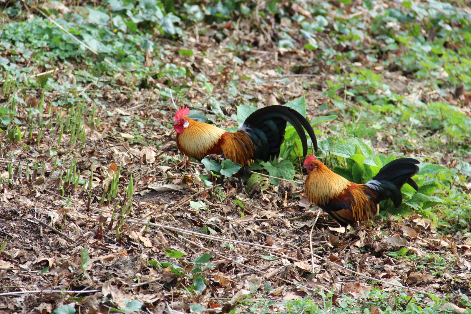 Canon EOS 600D (Rebel EOS T3i / EOS Kiss X5) sample photo. Nature, animal, chicken photography