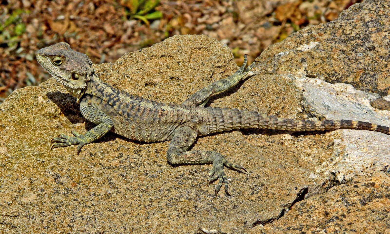 Panasonic DMC-FZ18 sample photo. Lizard, reptile, nature photography