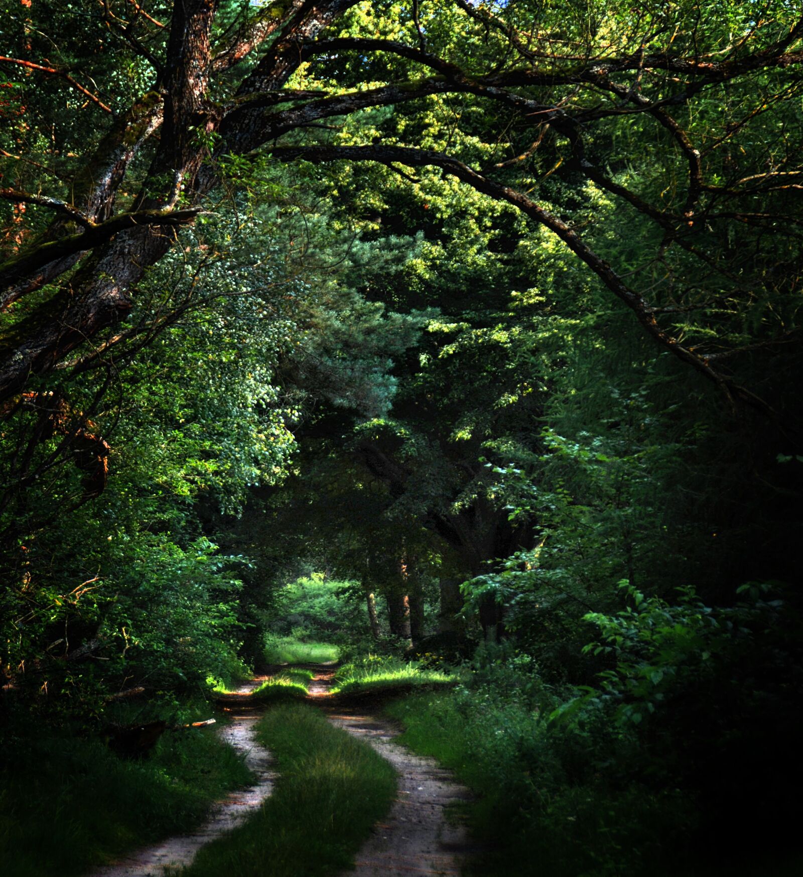 Nikon D80 sample photo. Forest, way, trail photography