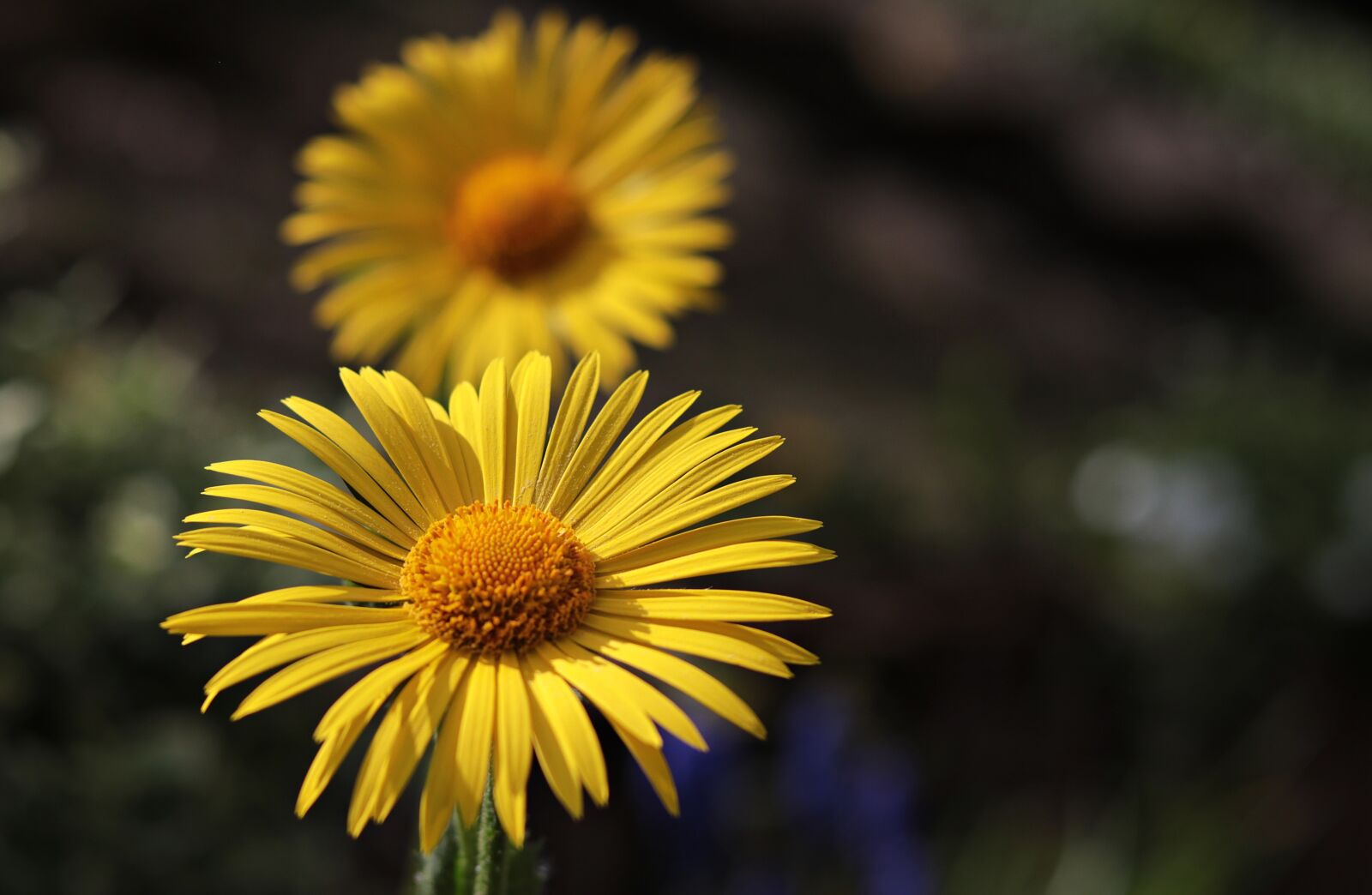 Canon EOS 80D + Canon EF 50mm F1.8 STM sample photo. Marguerite, flower, argyranthemum frutescens photography