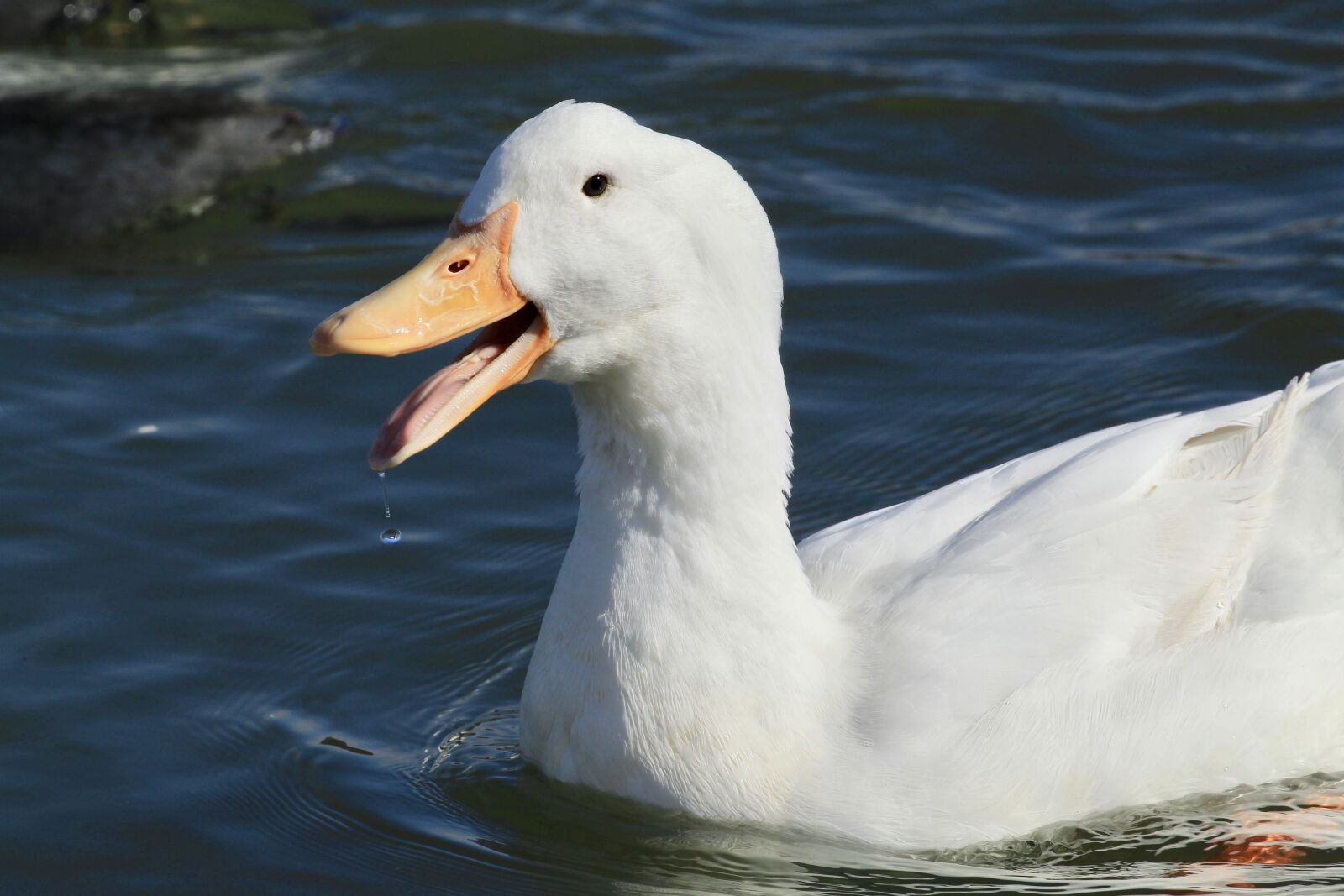 Canon EOS 1300D (EOS Rebel T6 / EOS Kiss X80) sample photo. Duck, water, nature photography