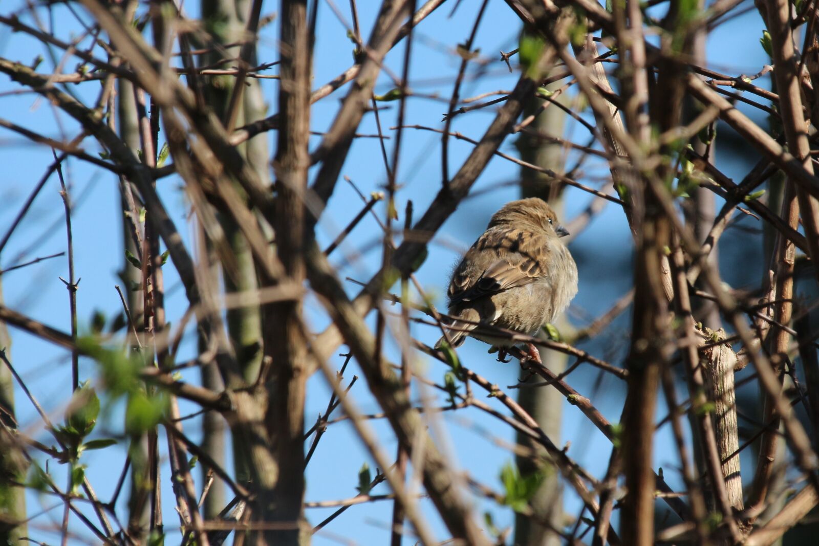 Canon EOS 700D (EOS Rebel T5i / EOS Kiss X7i) sample photo. Bird, animal, nature photography