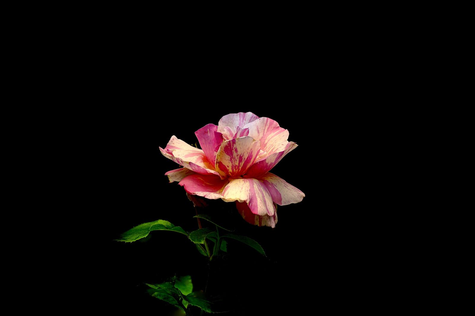 Sony a6000 sample photo. Valentine's day, rose, flower photography