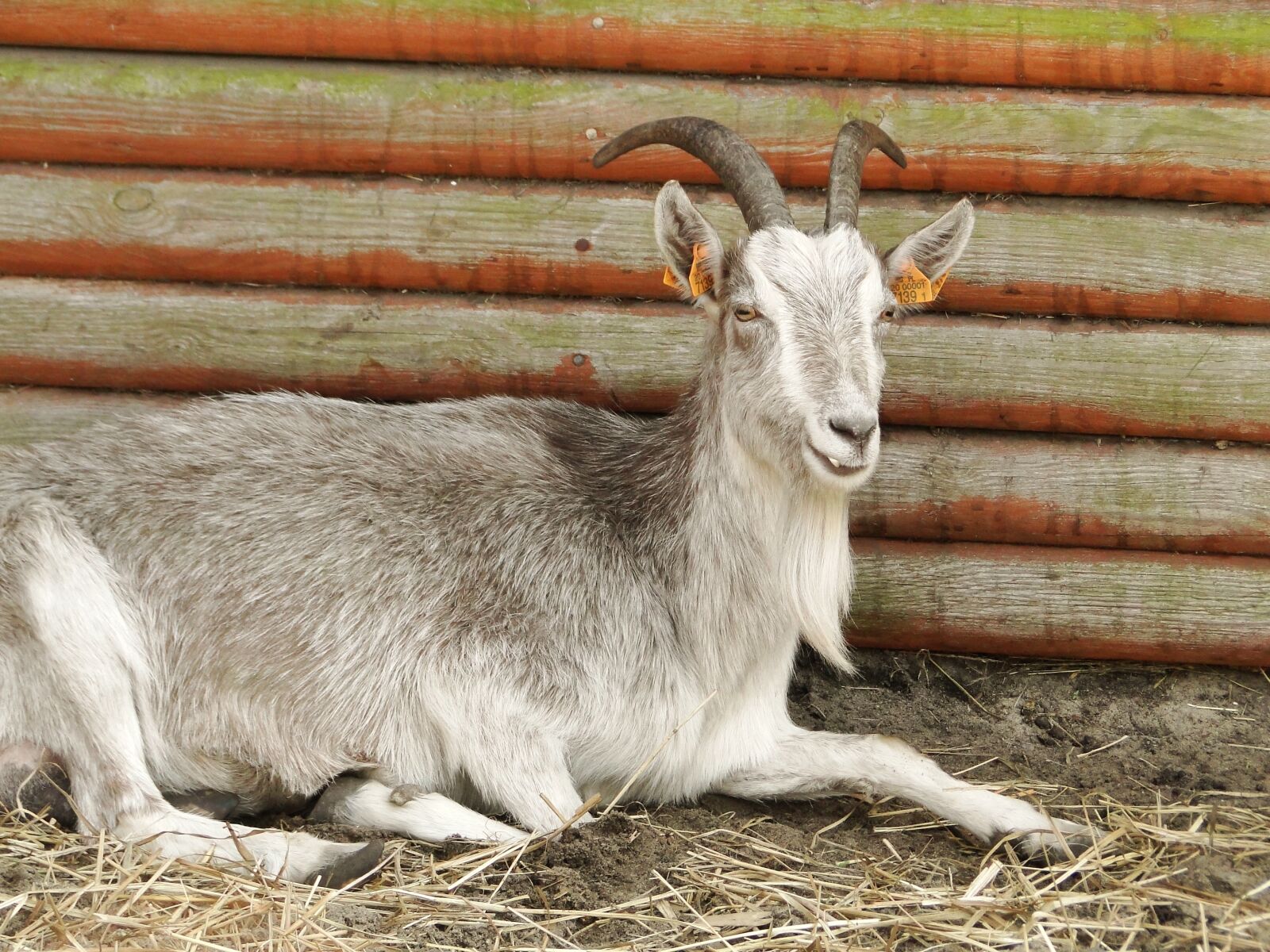 Sony Cyber-shot DSC-HX1 sample photo. Mammals, animals, goat photography