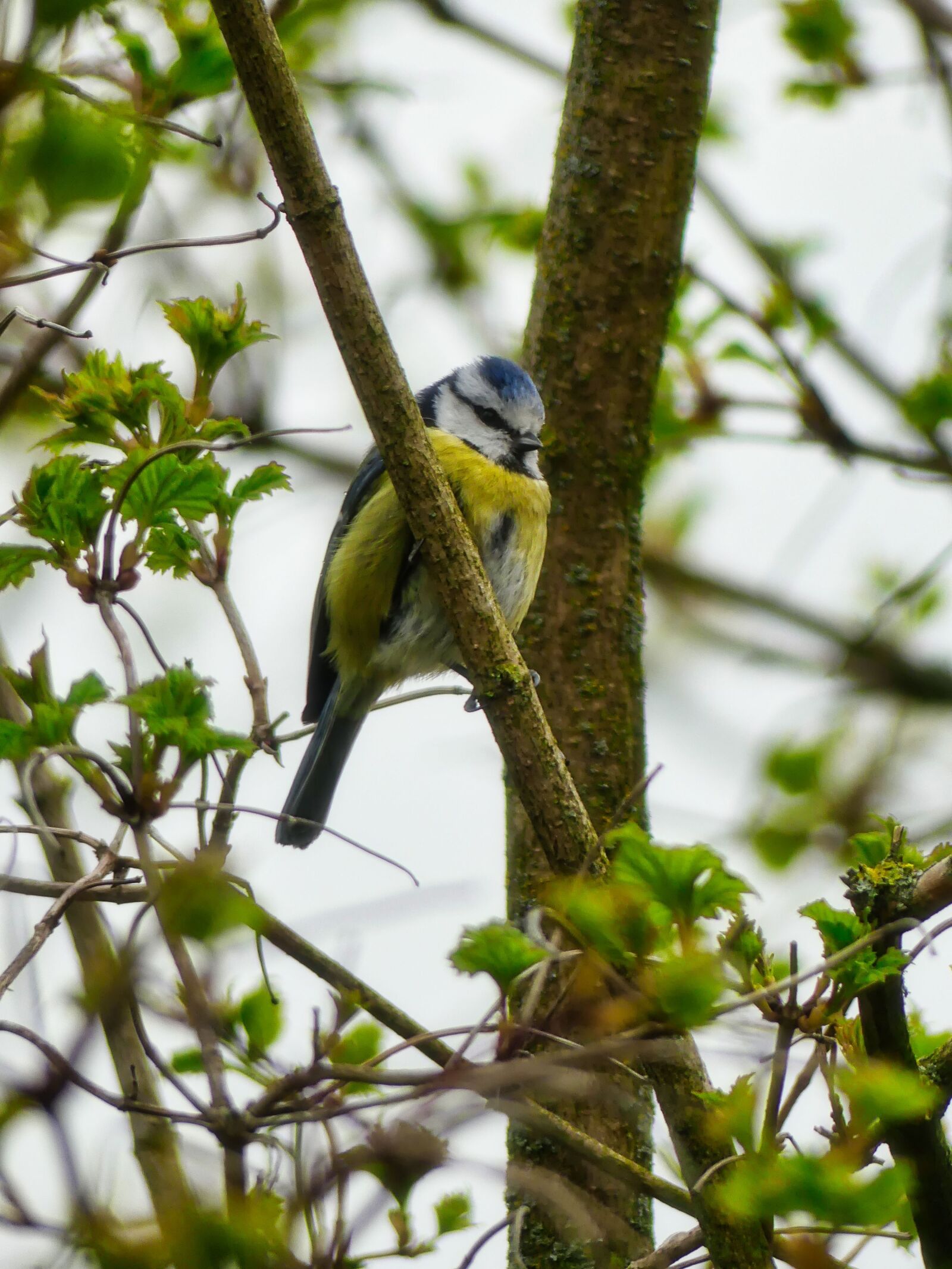 Panasonic Lumix DMC-FZ300 sample photo. Nature, songbirds, blue tit photography