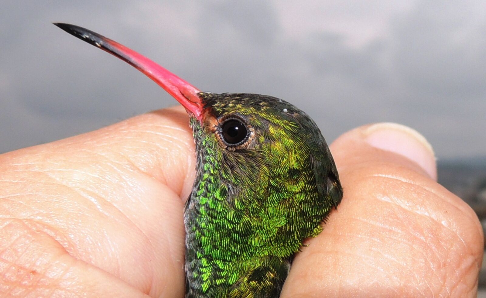 Nikon Coolpix P510 sample photo. Nature, avez, hummingbird photography