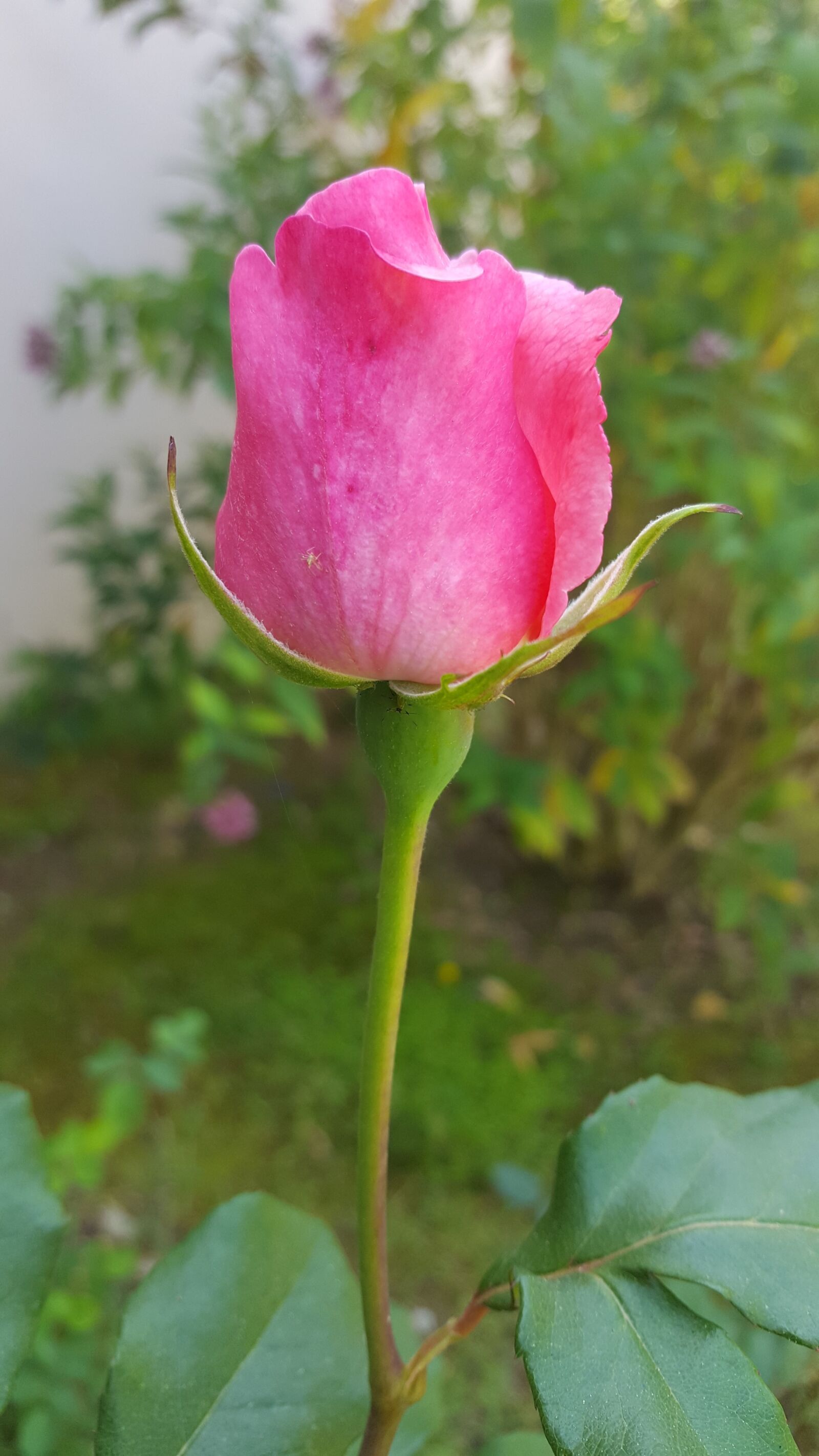 Samsung Galaxy S6 sample photo. Nature, flower, plant photography