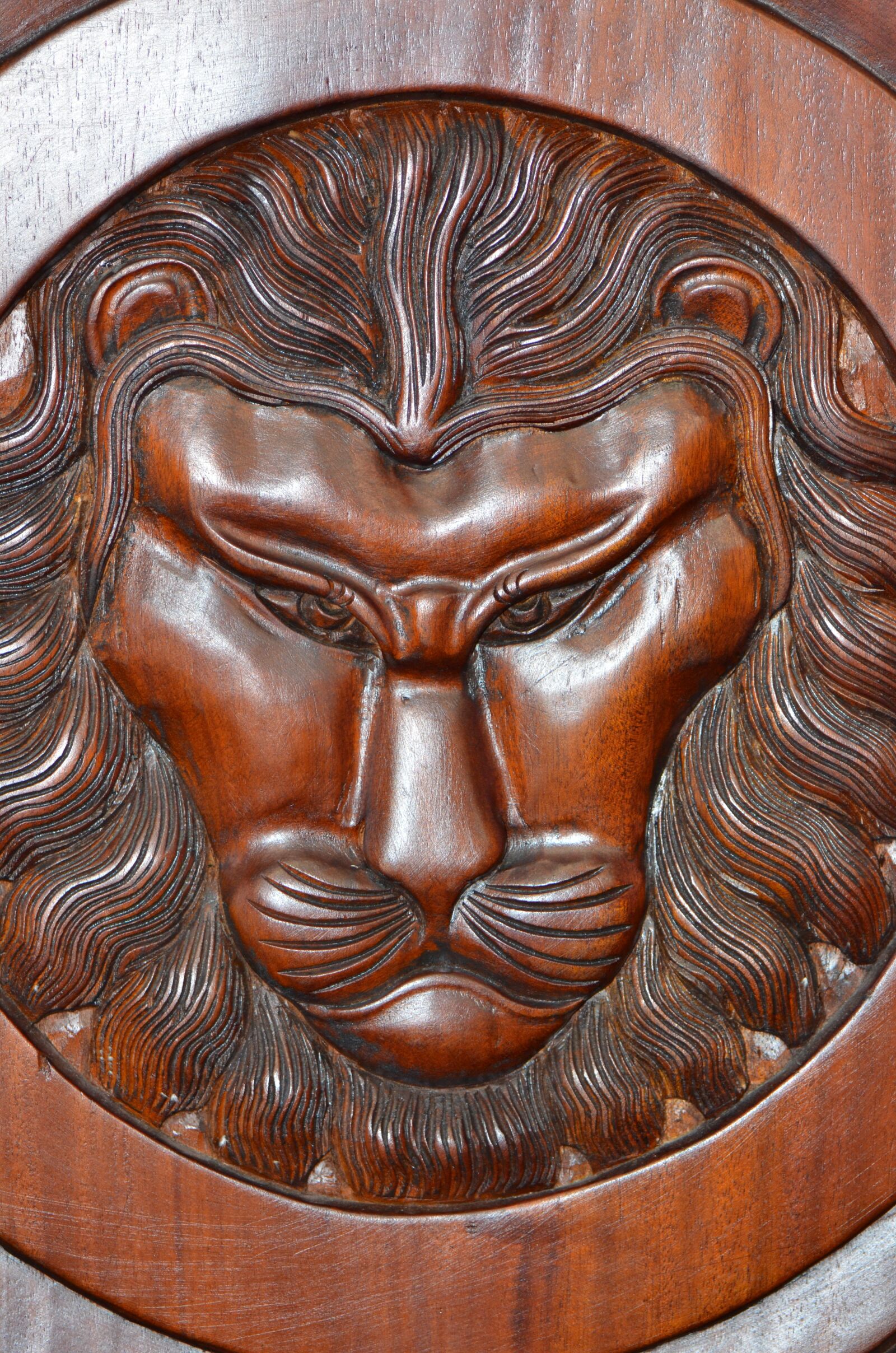Nikon D7000 sample photo. Strength, king, power photography