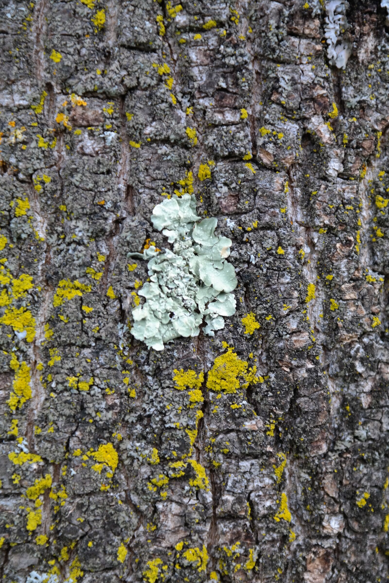 Samsung NX300 sample photo. Parmelia sulcata, lichen, sulcatflechte photography