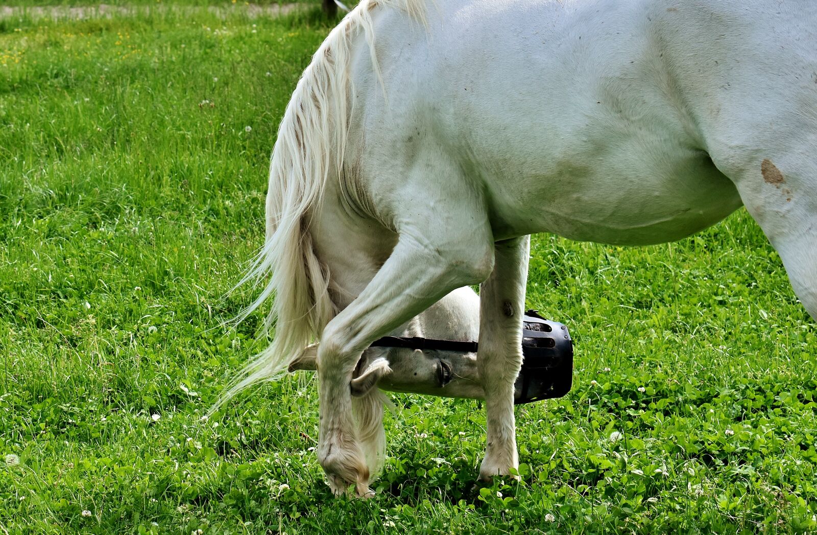 Nikon D7200 sample photo. Mold, horse, pasture photography