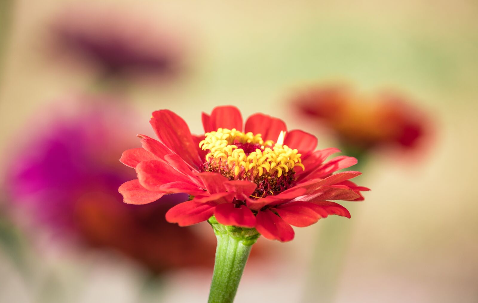 Canon EF-S 55-250mm F4-5.6 IS STM sample photo. Zinnia, blossom, bloom photography