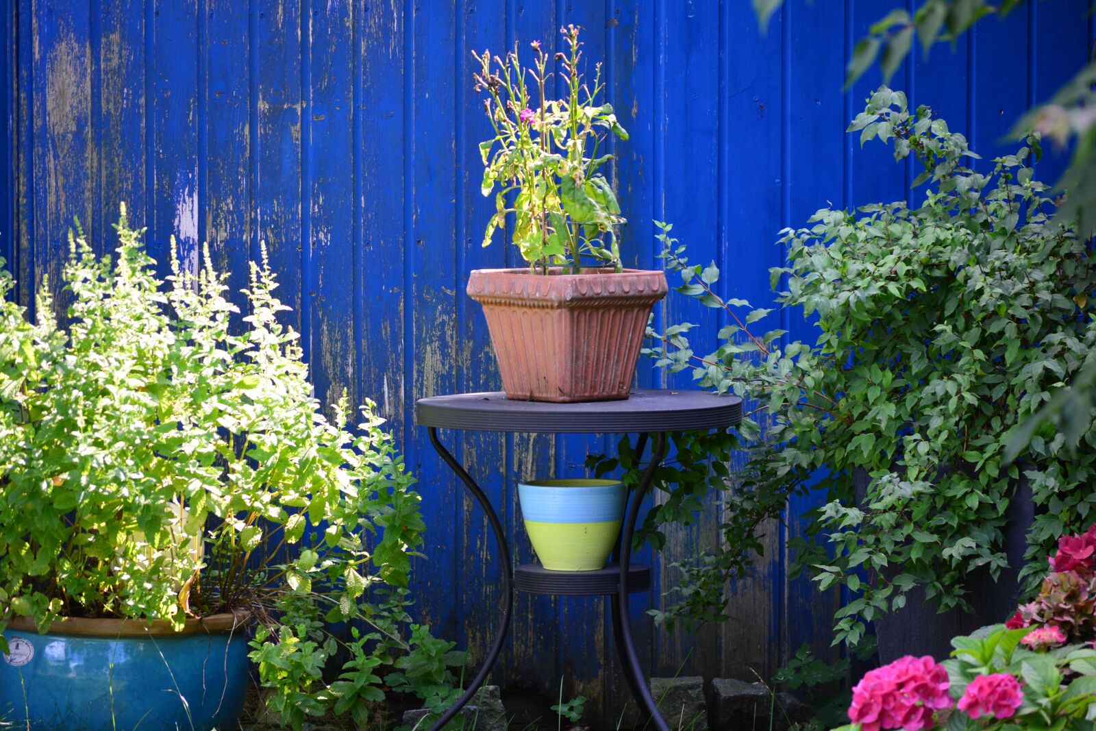 Nikon D5200 sample photo. Pot, garden, blue photography