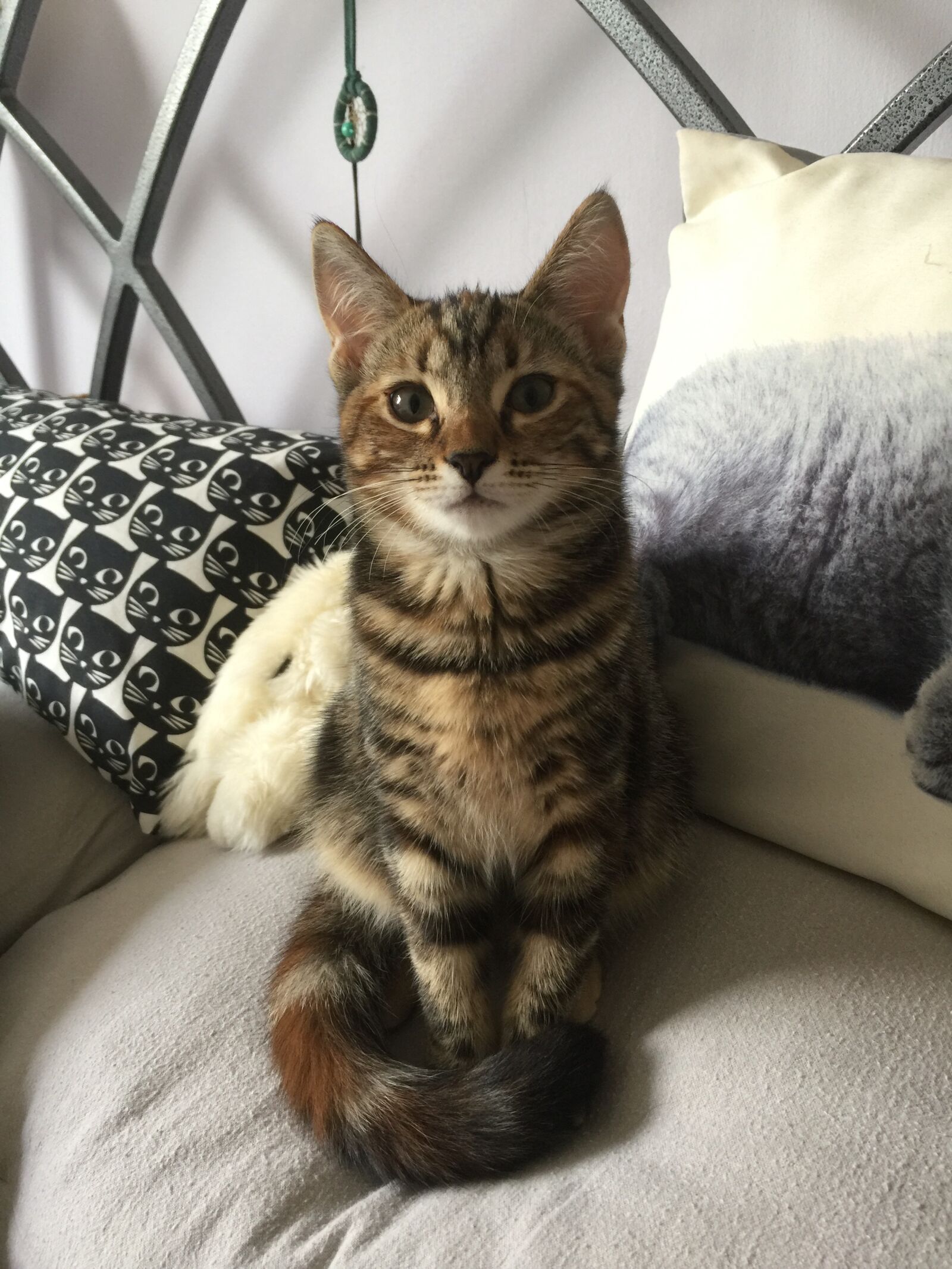 iPhone 6 Plus back camera 4.15mm f/2.2 sample photo. Kitten photography
