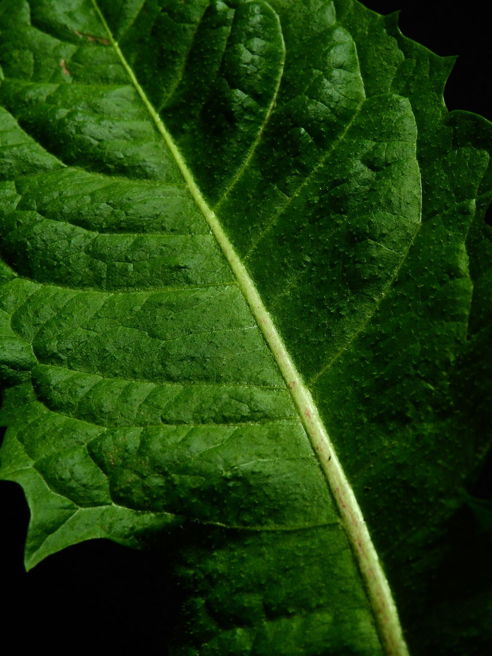 Nikon Coolpix P900 sample photo. Leaf, nature, plant photography