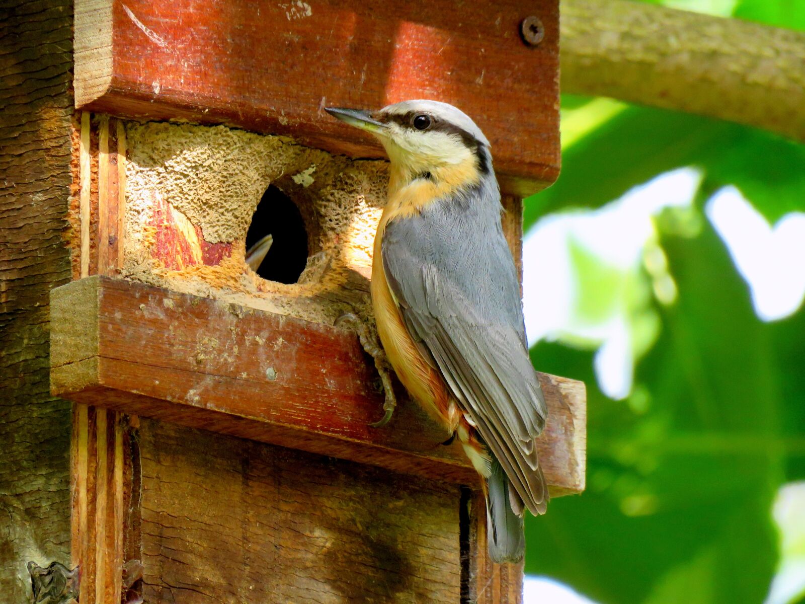 Canon PowerShot SX60 HS sample photo. Kleiber, nesting box, feeding photography
