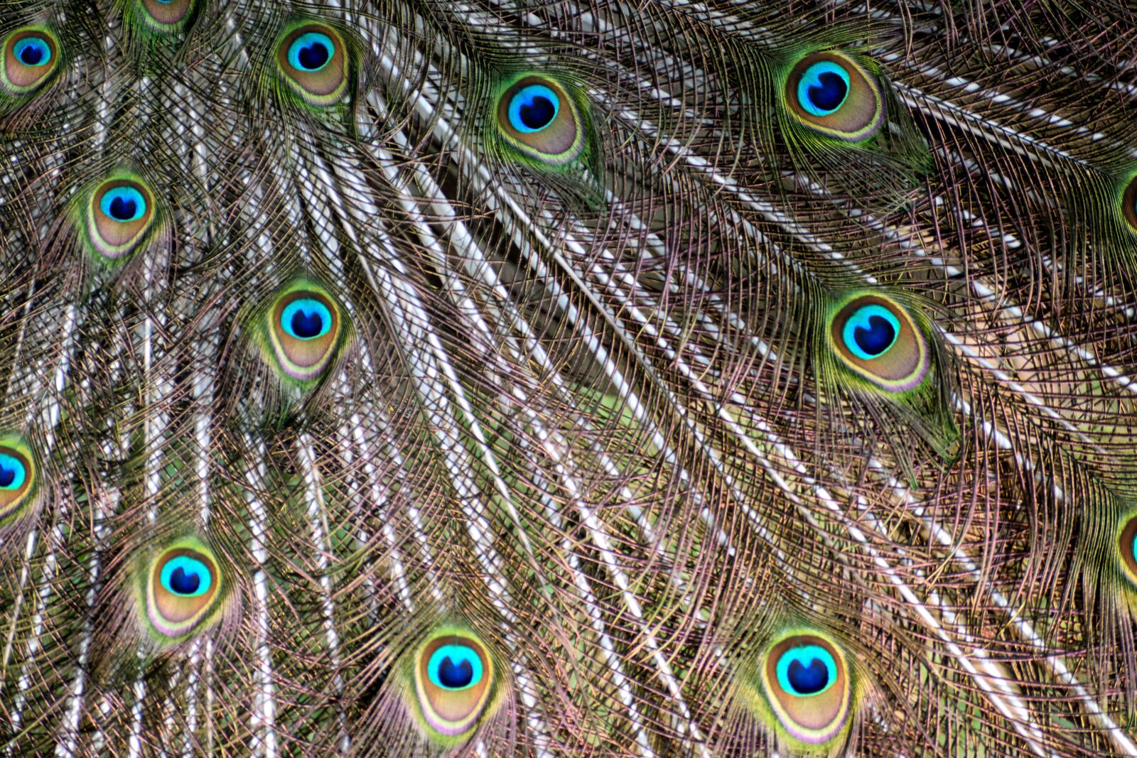 Nikon D3300 sample photo. Peacock feathers, pattern, colorful photography